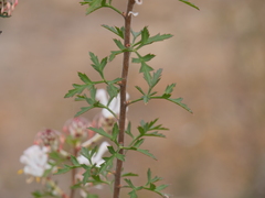 Petrophile diversifolia