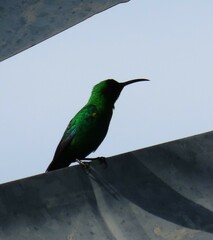 Nectarinia famosa famosa