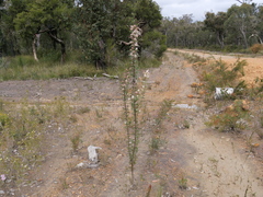 Petrophile diversifolia