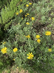 Euryops