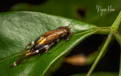 Mnesibulus bicolor