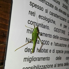 Phaneroptera