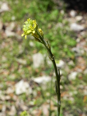 Sisymbrium officinale