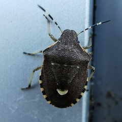 Holcostethus sphacelatus