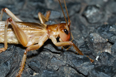 Pterapotrechus