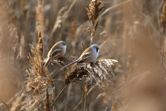 Panurus biarmicus