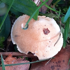 Stropharia coronilla