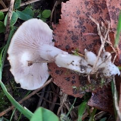 Stropharia coronilla