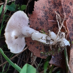 Stropharia coronilla