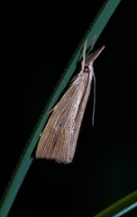 Crambidae