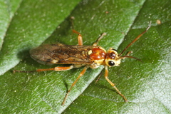 Tenthredopsis