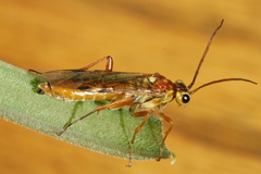 Tenthredopsis