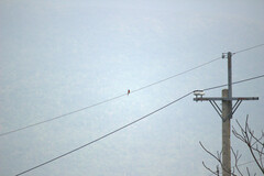 Pericrocotus solaris