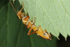 Tenthredopsis