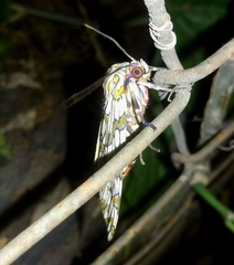 Phaegoptera