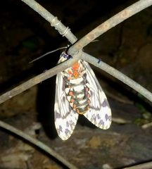 Phaegoptera