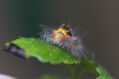 Orvasca subnotata