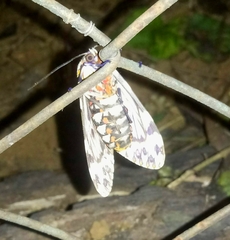 Phaegoptera