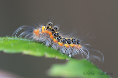 Orvasca subnotata