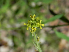 Sisymbrium officinale