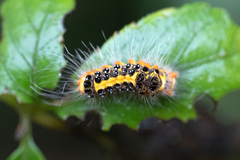 Orvasca subnotata