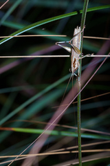 Larifugagraecia spuria