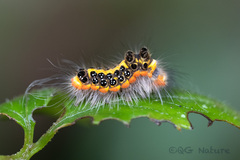 Orvasca subnotata