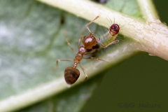 Crematogaster rogenhoferi