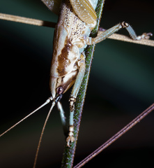 Larifugagraecia spuria