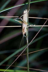 Larifugagraecia spuria