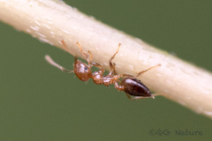 Crematogaster rogenhoferi