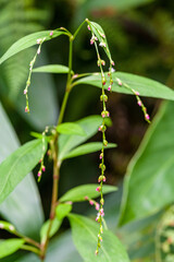 Persicaria pubescens