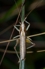 Larifugagraecia spuria