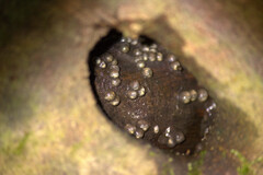 Kurixalus berylliniris