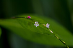 Persicaria posumbu