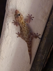 Chondrodactylus bibronii