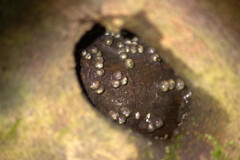 Kurixalus berylliniris