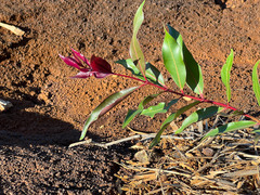 Myrtaceae