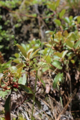 Ottoa oenanthoides