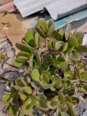 Crassula ovata