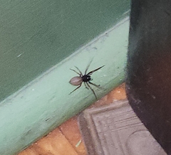 Trachelas tranquillus