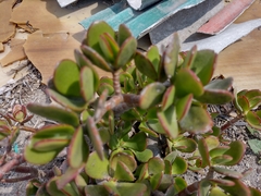Crassula ovata