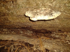 Trametes gibbosa