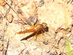 Crocothemis sanguinolenta