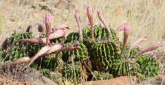 Trichocereus