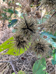 Commersonia bartramia