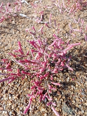 Salicornia