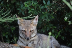 Lycalopex griseus