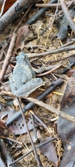 Microhyla berdmorei
