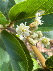 Commersonia bartramia